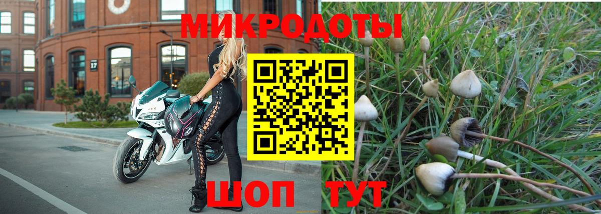 Псилоцибиновые грибы Cubensis Вязники